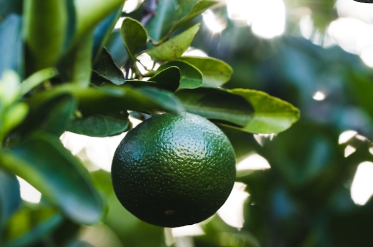 photo-1621426909164-e27d494cde02