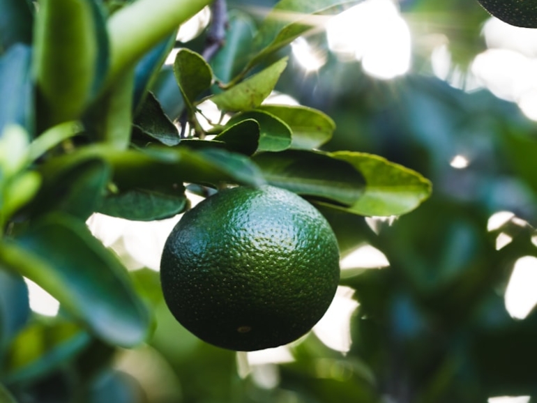 photo-1621426909164-e27d494cde02