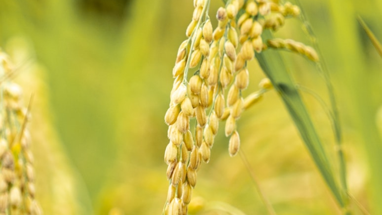 photo-1635562985686-4f8bb9c0d3bf