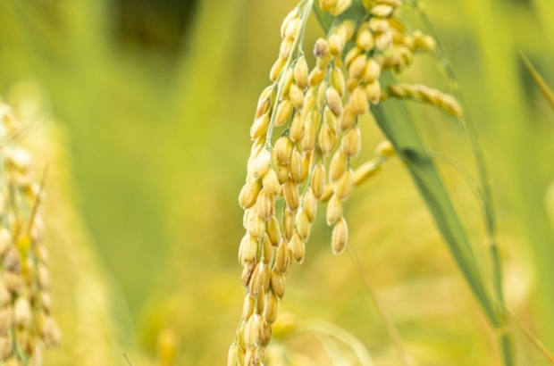 photo-1635562985686-4f8bb9c0d3bf