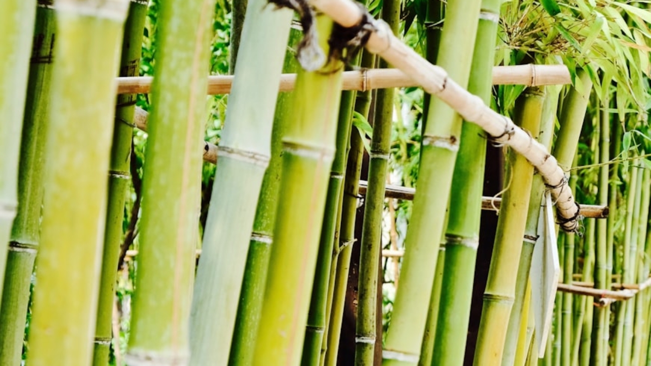 photo-1637591929811-a60d33298280