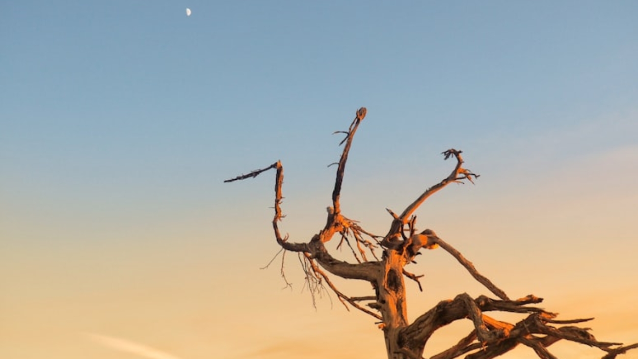 photo-1642446884036-df64a721fd19