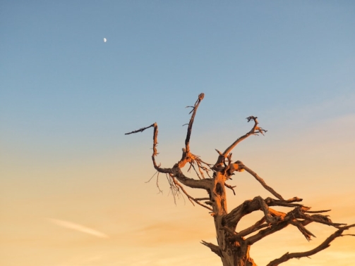 photo-1642446884036-df64a721fd19