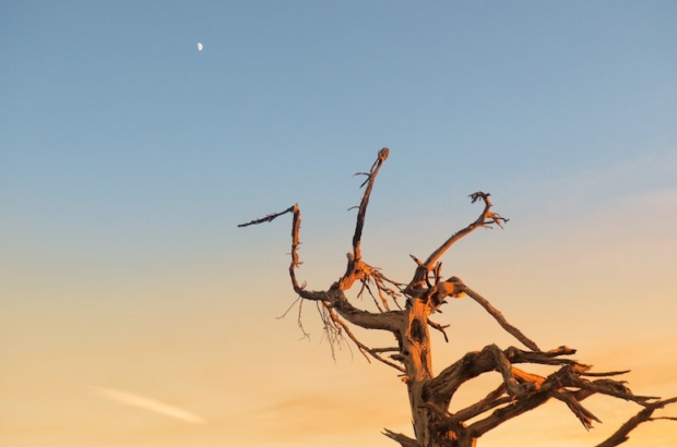 photo-1642446884036-df64a721fd19