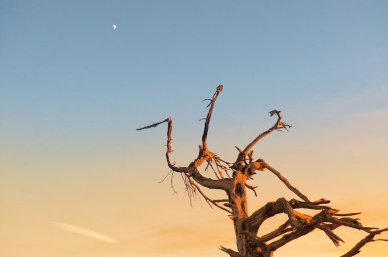 photo-1642446884036-df64a721fd19