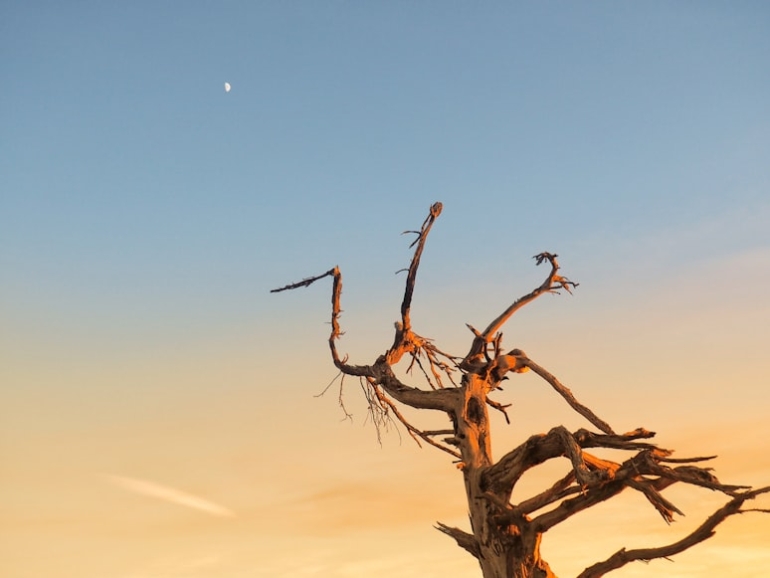 photo-1642446884036-df64a721fd19