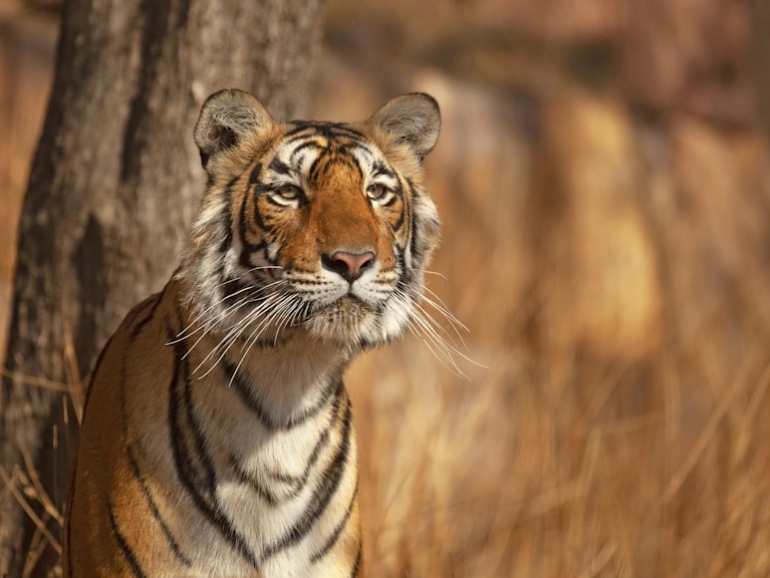 photo-1661769212734-67877c79deff