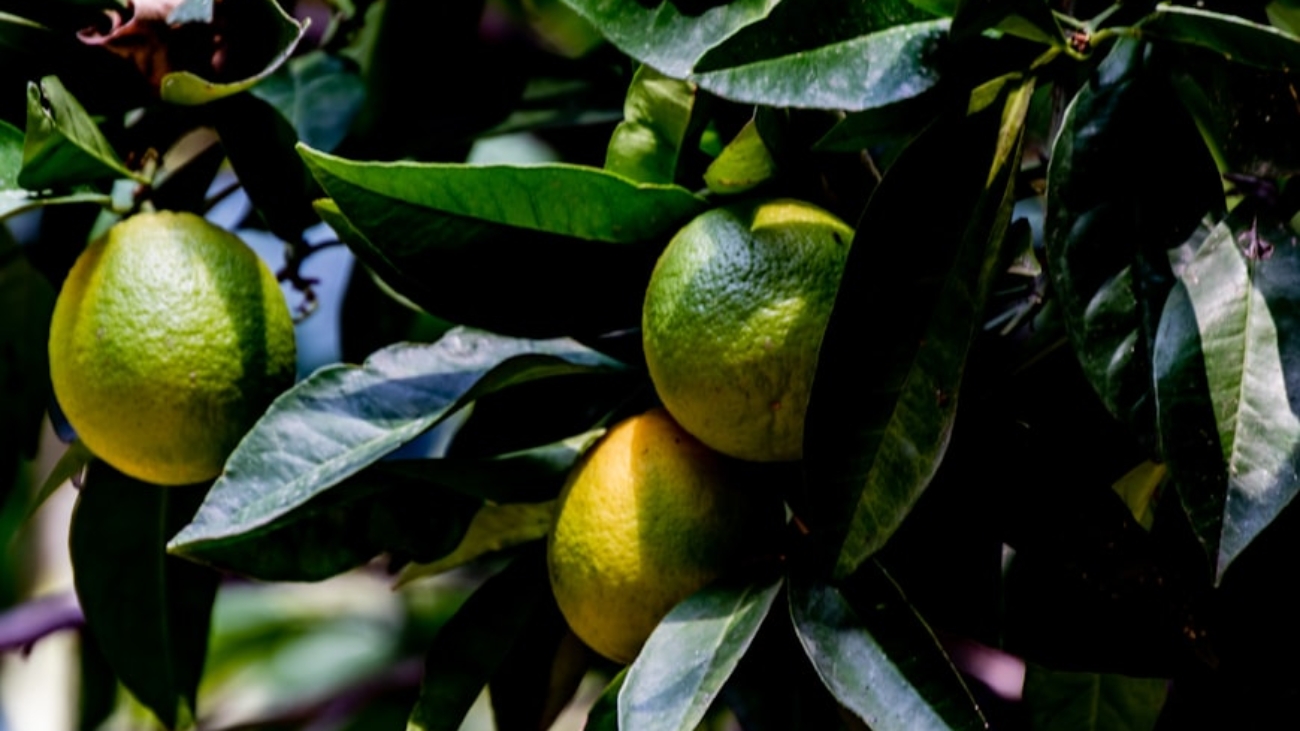 photo-1667396883319-bddf0ed6d2ac