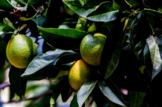 photo-1667396883319-bddf0ed6d2ac