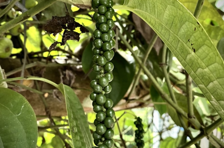 photo-1668916938366-dd16c56719e8