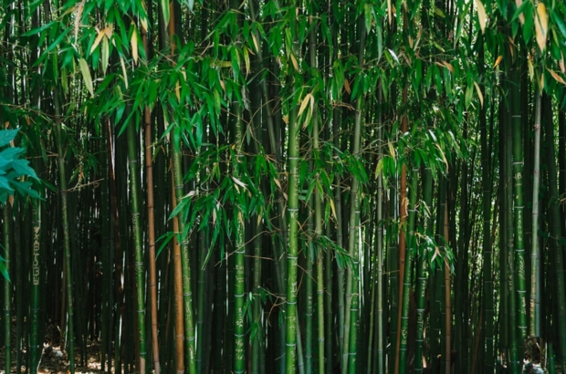 photo-1696873849175-6f7d099511ca