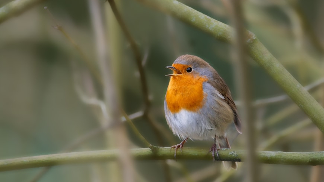 photo-1702887684175-4fa9f00277b9