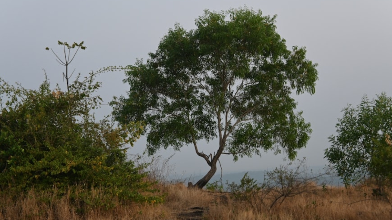 photo-1706707251061-669aa0ae0b68