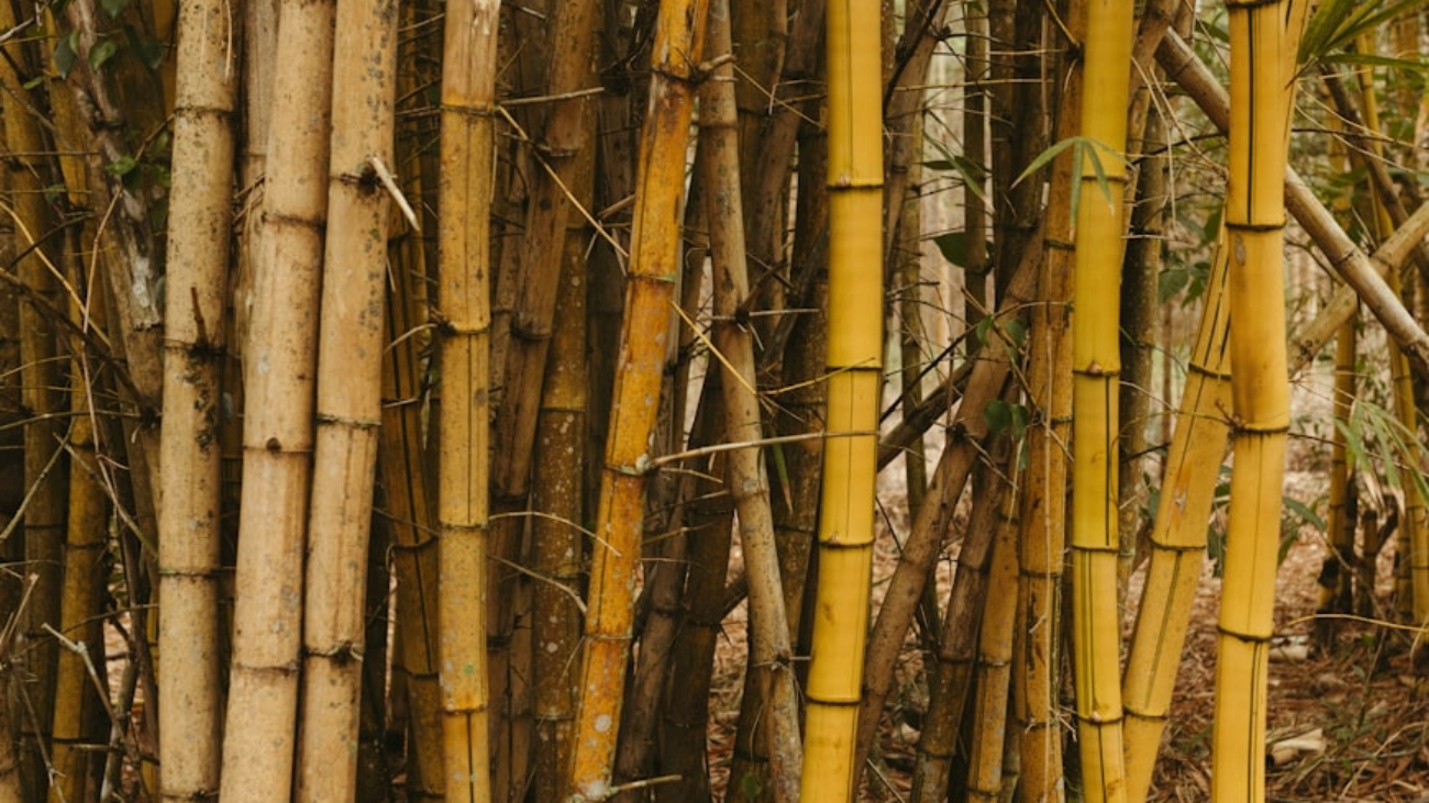 photo-1726502189086-b44d781b2247