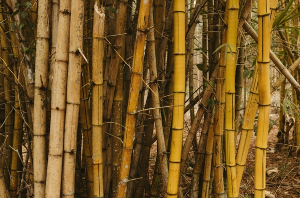 photo-1726502189086-b44d781b2247