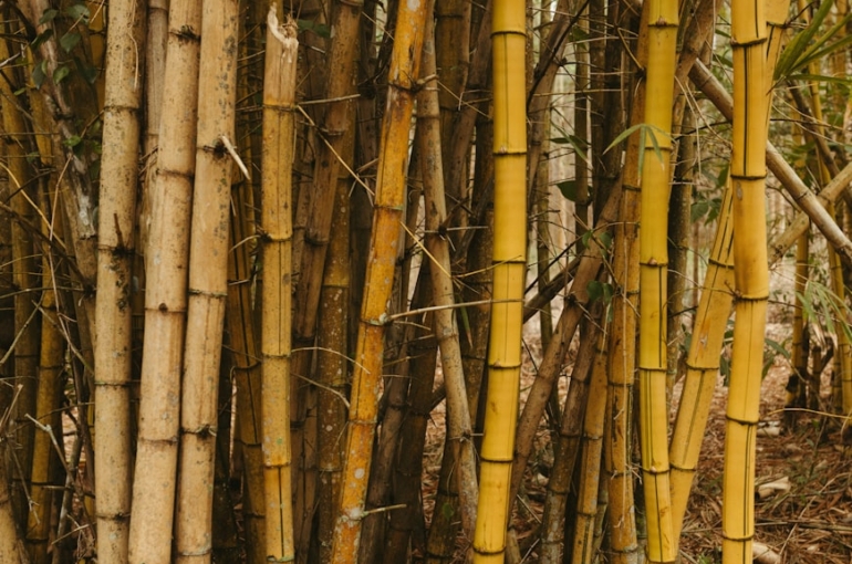 photo-1726502189086-b44d781b2247