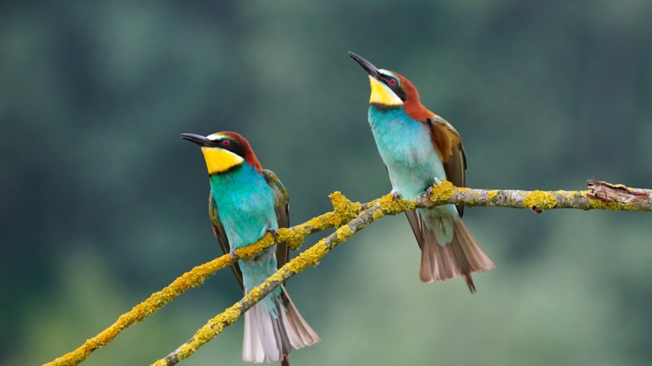 premium_photo-1661898844519-684c999ff526