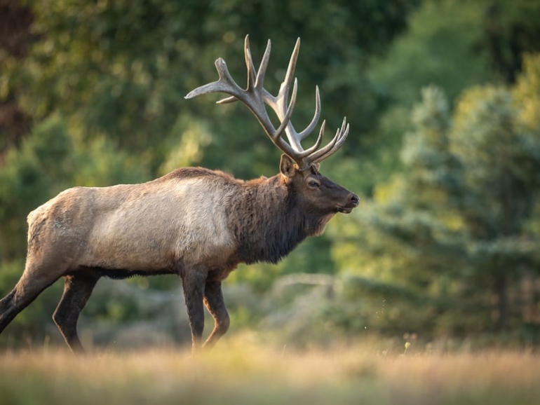 premium_photo-1664300318706-b5a93a03f2a6