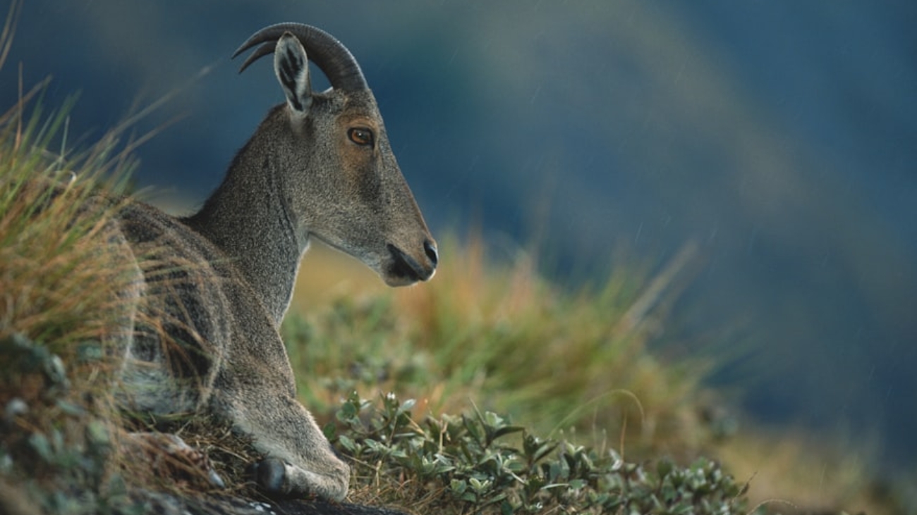 premium_photo-1664302725519-e9740db7c608