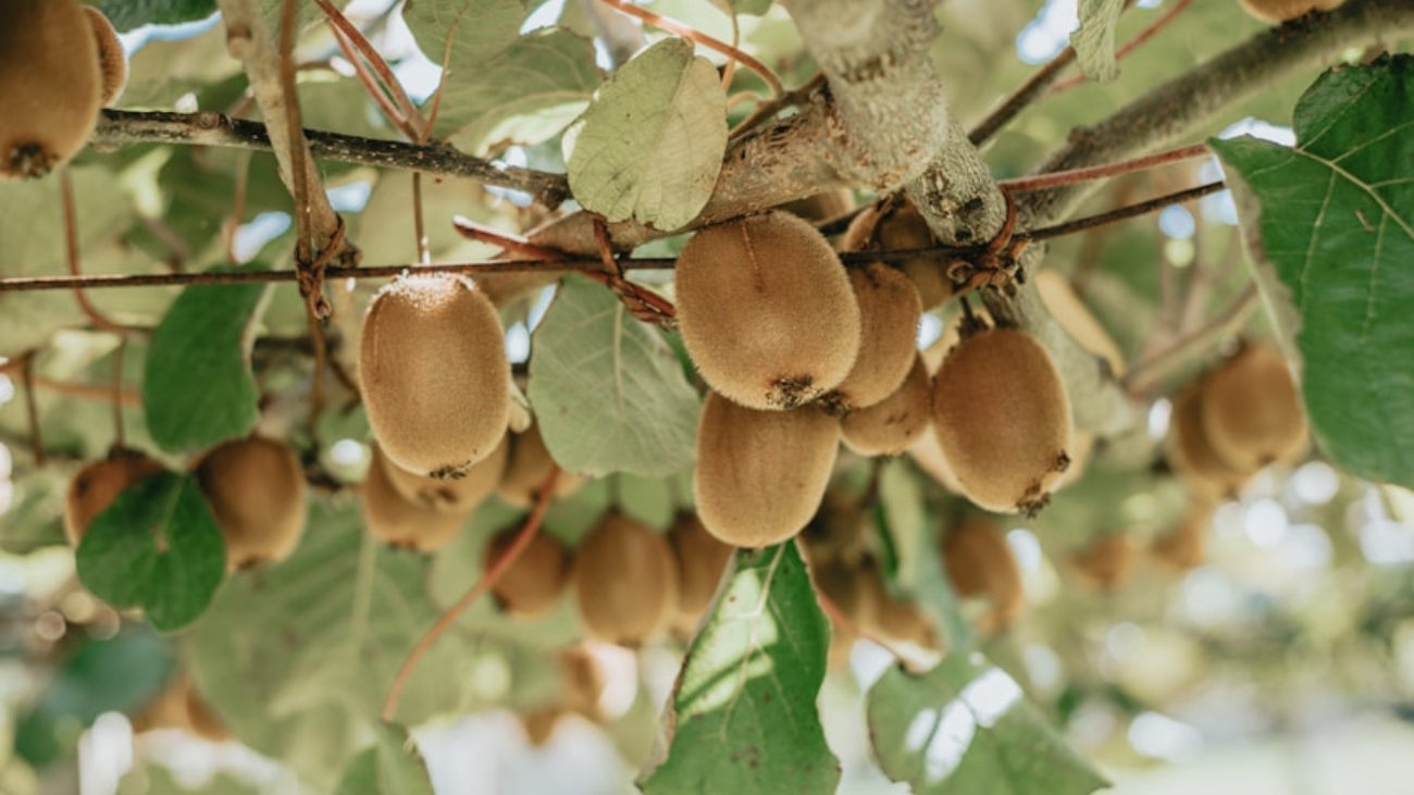 premium_photo-1666299434471-1815114cdccc