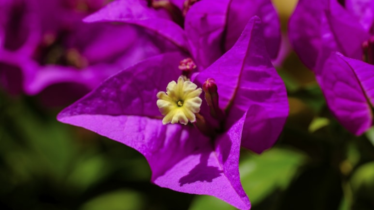 premium_photo-1666837484053-d5ba9b8a7154