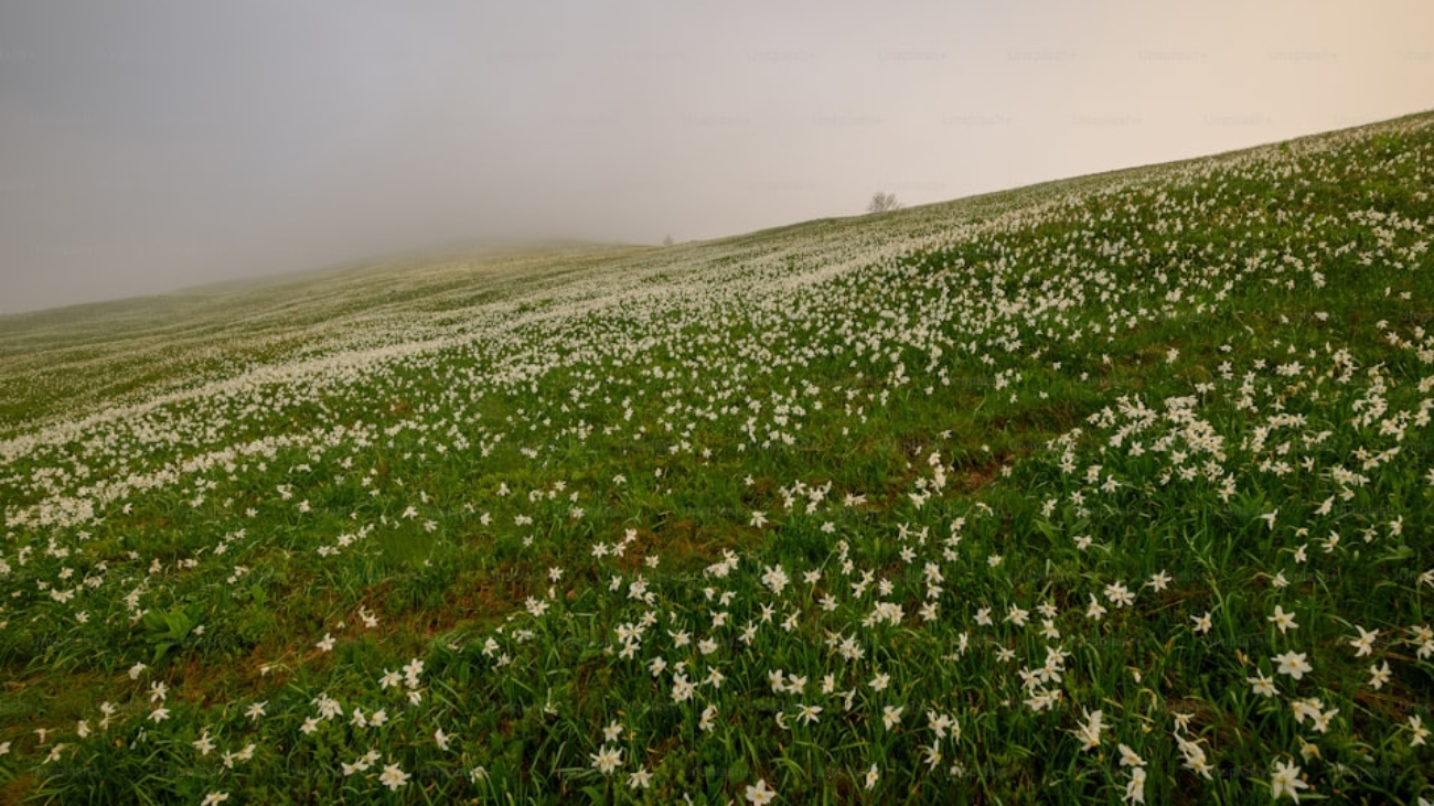 premium_photo-1667121486821-ec40834b5170