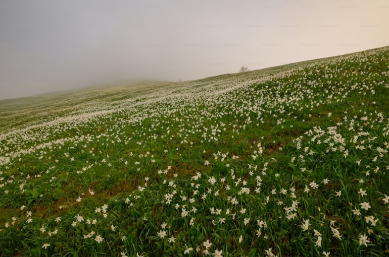 premium_photo-1667121486821-ec40834b5170