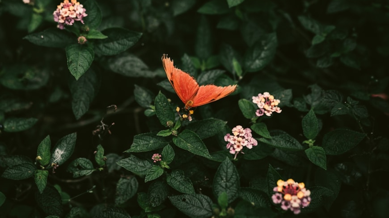 premium_photo-1667667845821-b839ed8f7960