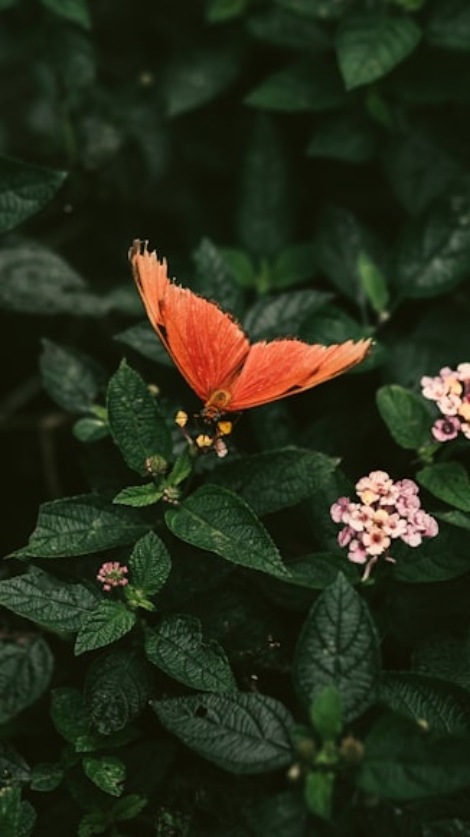 premium_photo-1667667845821-b839ed8f7960