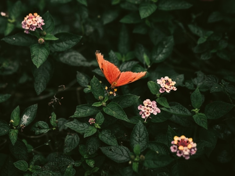 premium_photo-1667667845821-b839ed8f7960