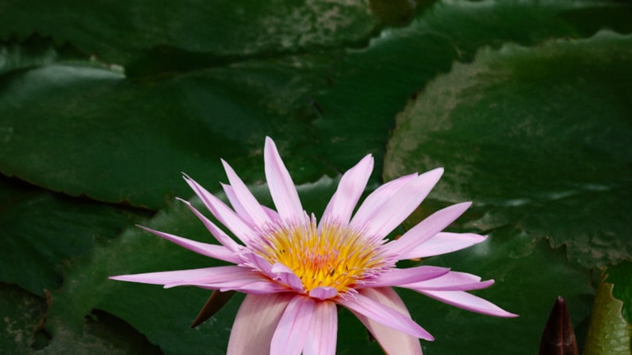 premium_photo-1668010601740-024119ed9fcc