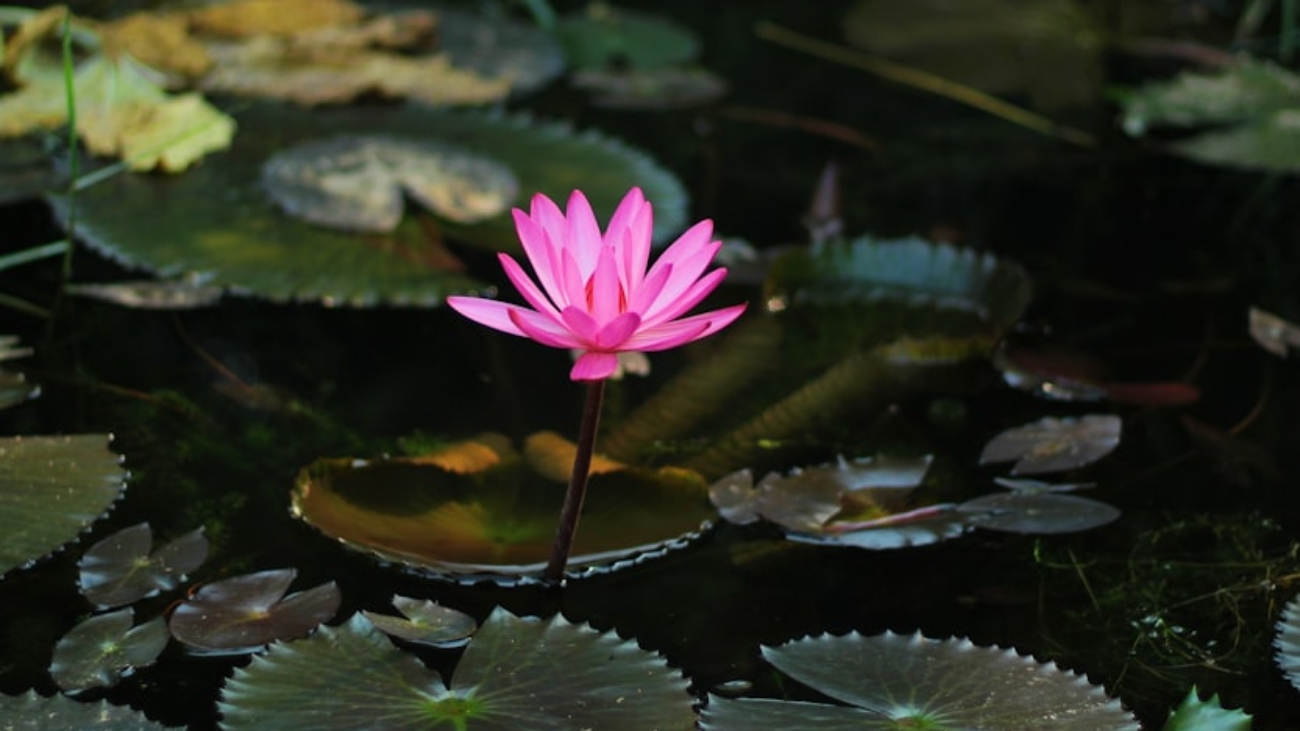 premium_photo-1669042404473-8e75edb9d0d7