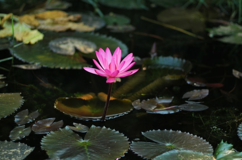 premium_photo-1669042404473-8e75edb9d0d7