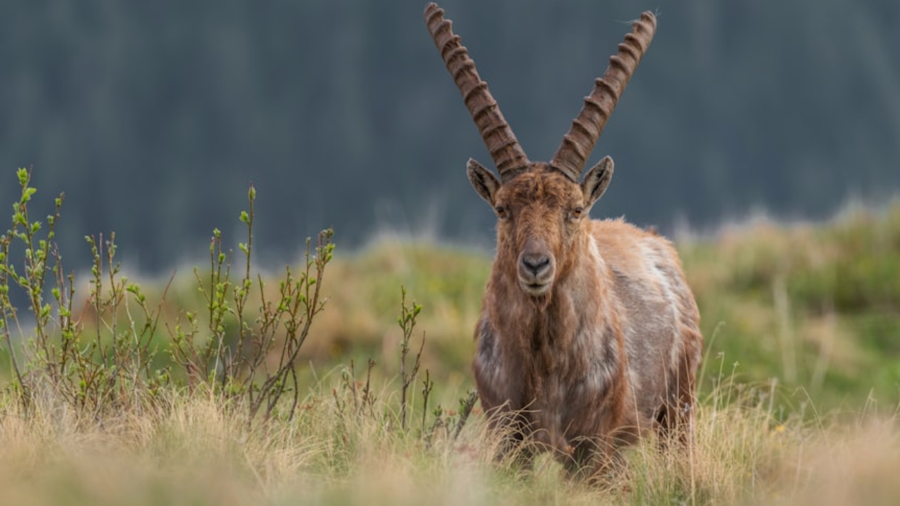 premium_photo-1669497495583-d552beb8ece4