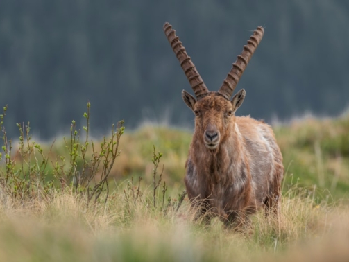 premium_photo-1669497495583-d552beb8ece4