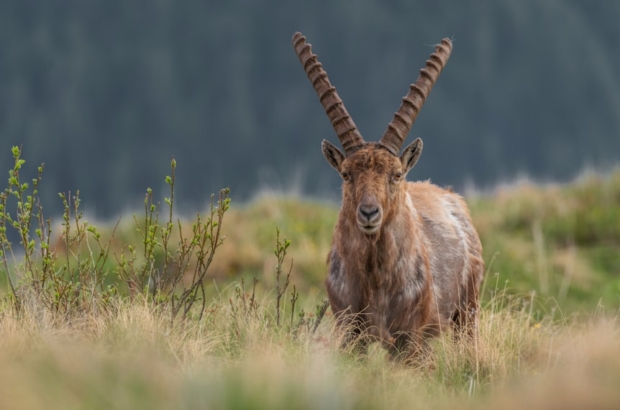 premium_photo-1669497495583-d552beb8ece4