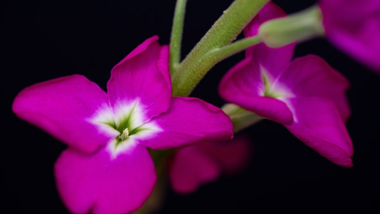 premium_photo-1669668243119-ae36cc7722c3