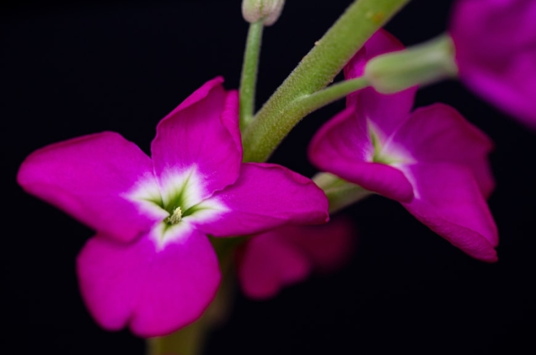 premium_photo-1669668243119-ae36cc7722c3