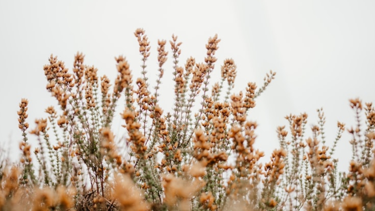 premium_photo-1669842336799-36d654504274