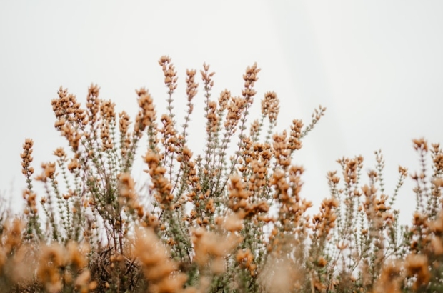 premium_photo-1669842336799-36d654504274