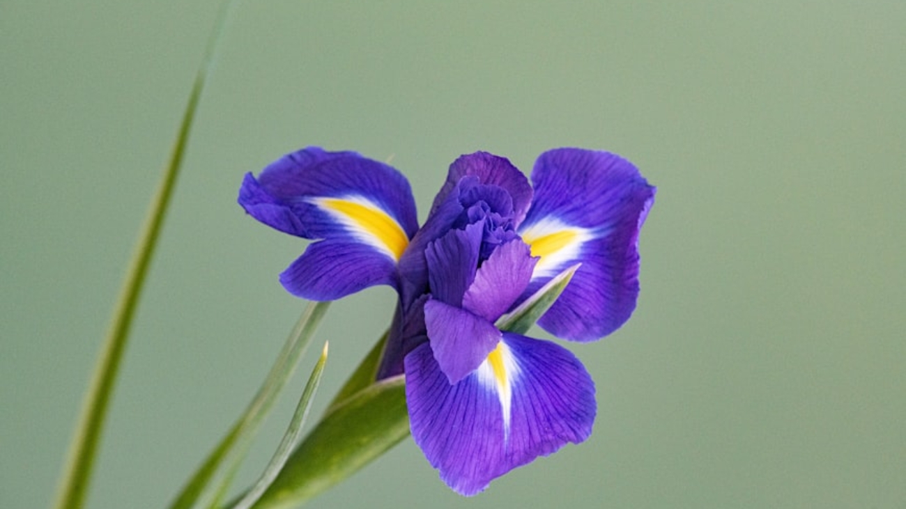 premium_photo-1676117275415-cb7cfce24e28