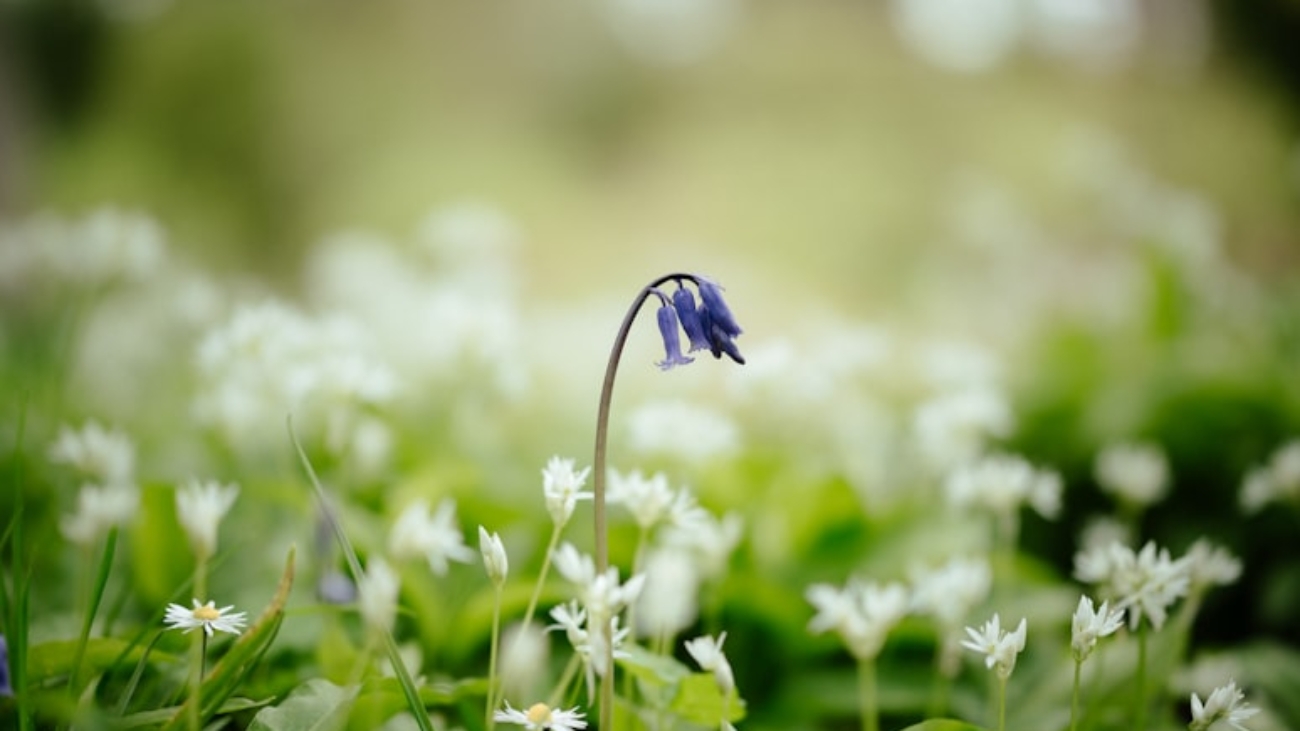 premium_photo-1684585898286-03ca02620ba2