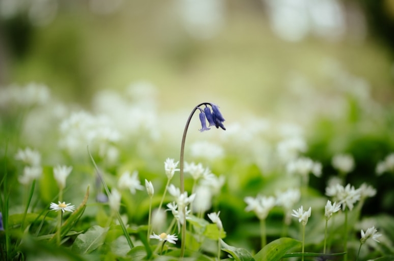 premium_photo-1684585898286-03ca02620ba2