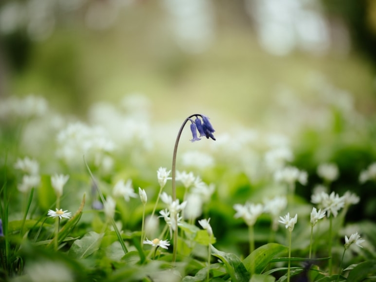 premium_photo-1684585898286-03ca02620ba2