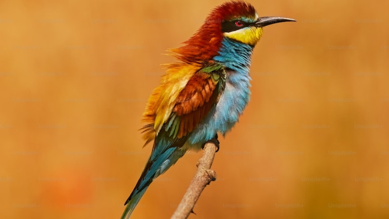 premium_photo-1691784963883-1a481f97dc5a