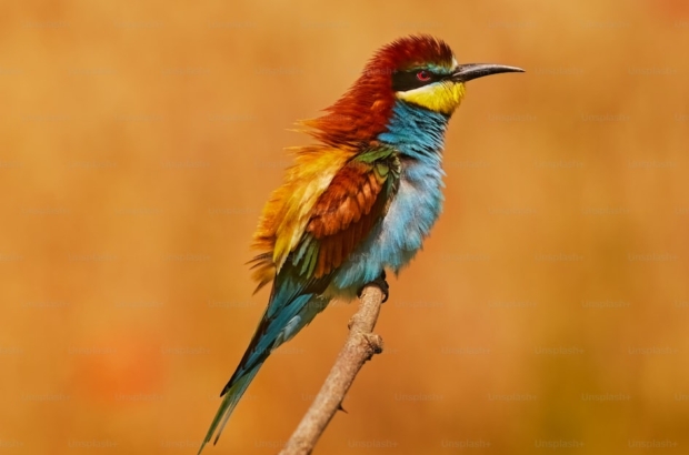 premium_photo-1691784963883-1a481f97dc5a