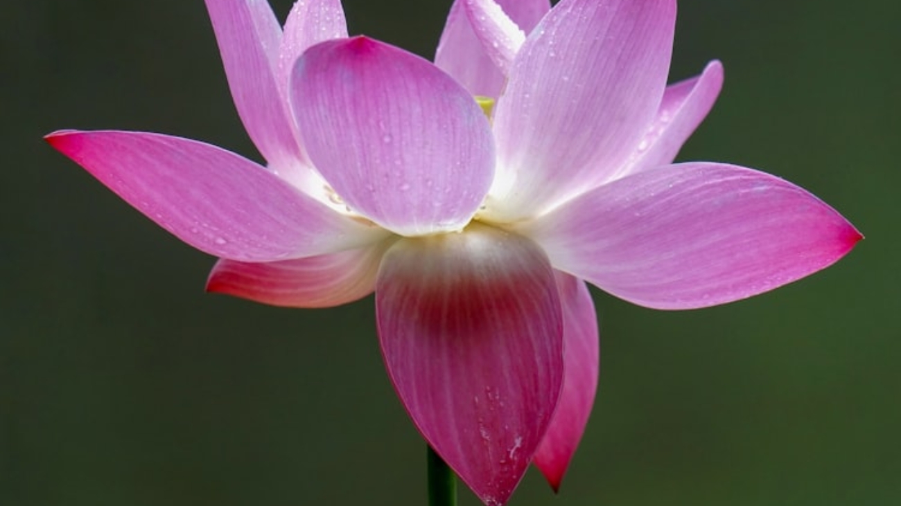 premium_photo-1694186687516-2ee5a54dcd4a