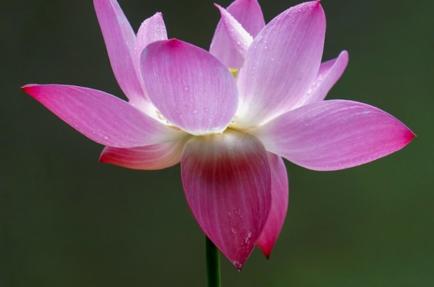 premium_photo-1694186687516-2ee5a54dcd4a