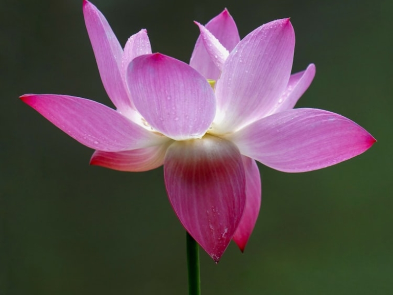 premium_photo-1694186687516-2ee5a54dcd4a