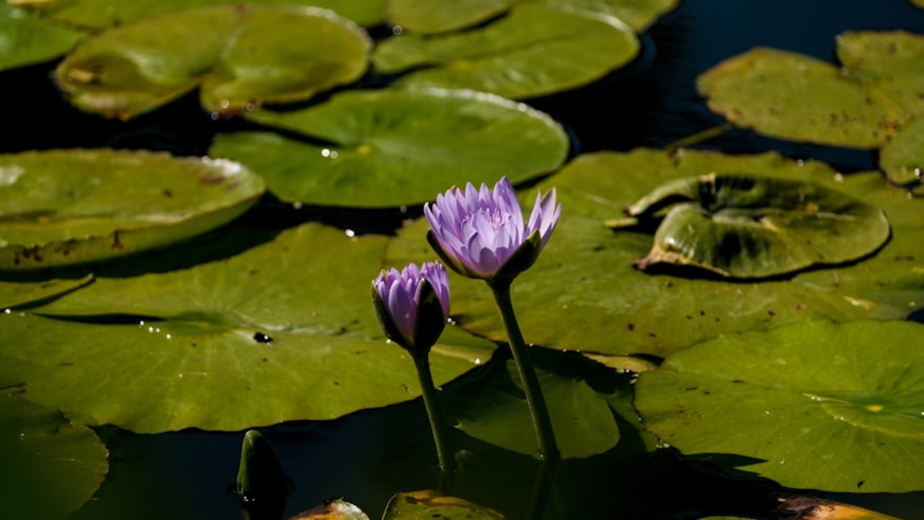 premium_photo-1695188543272-10ed22c80a70